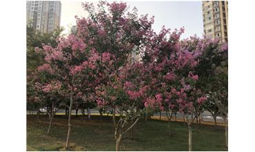 夏秋季节，锡城首次惊现紫薇花开美景