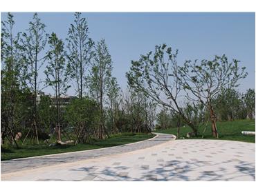 新加坡?南京生态科技岛滨江风光带景观绿化三标段